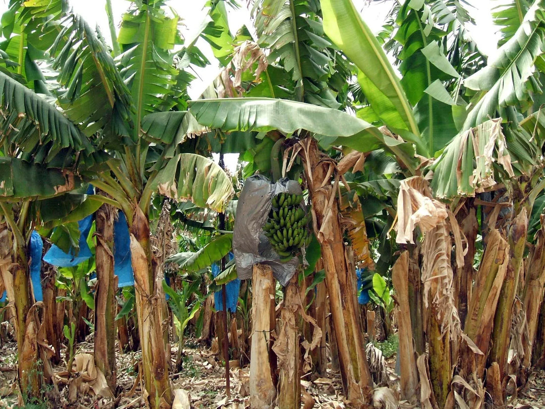 Improving Soil Microbial Balance in Banana
