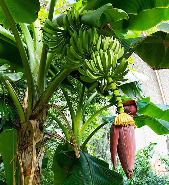 Integrated Disease Management in Banana
