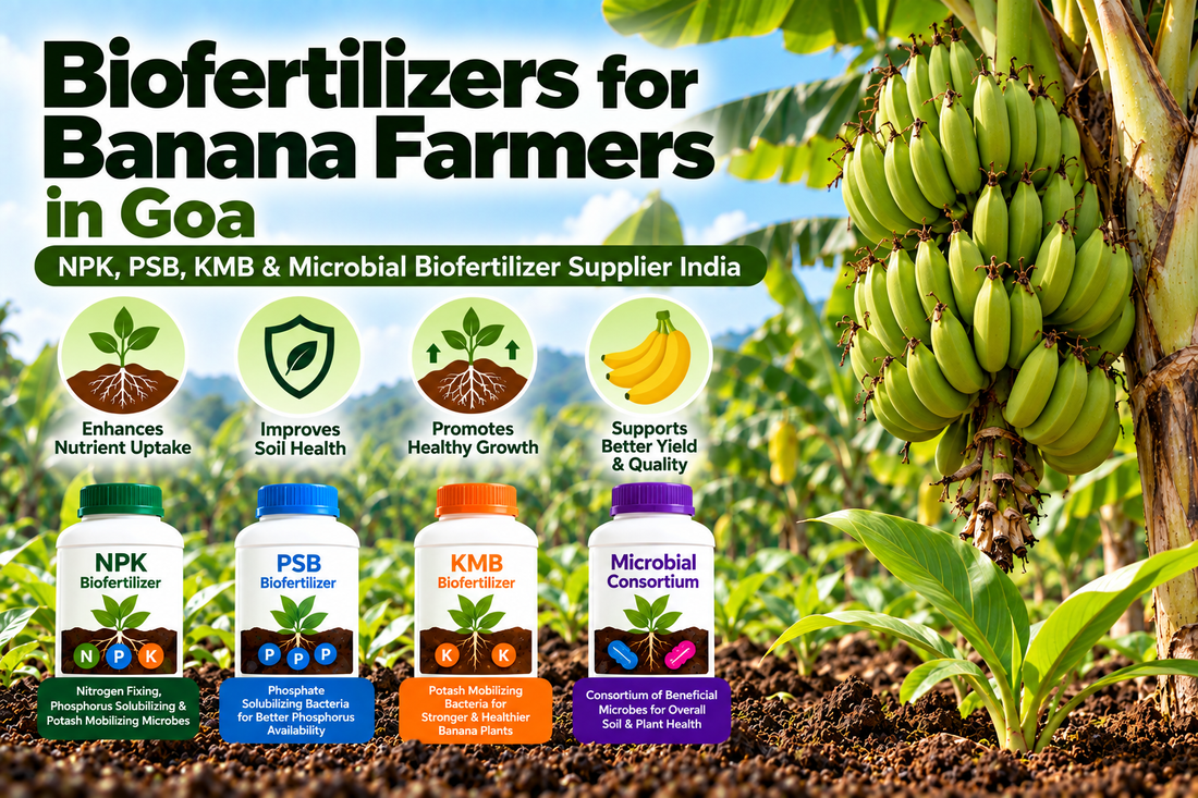 Biofertilizers for Banana Farmers in Goa | NPK, PSB, KMB & Microbial Biofertilizer Supplier India