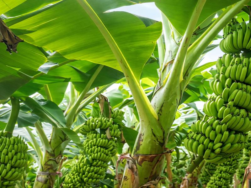 Stronger Banana Plants with Beneficial Microbes