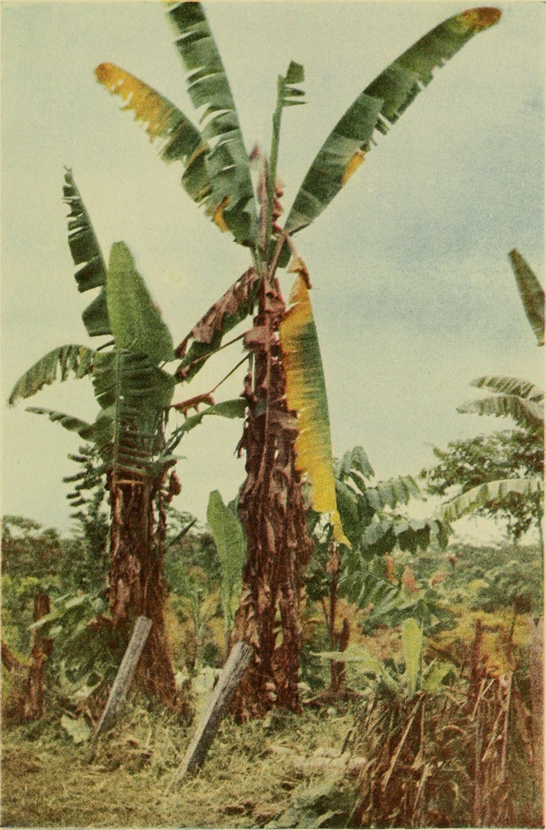Streptomyces Lydicus for Fusarium Wilt (Panama Disease)