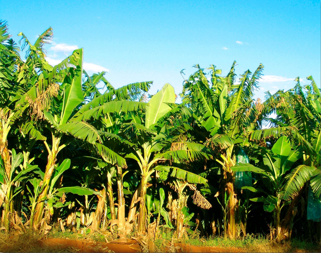 Reduced Plant Mortality in Banana