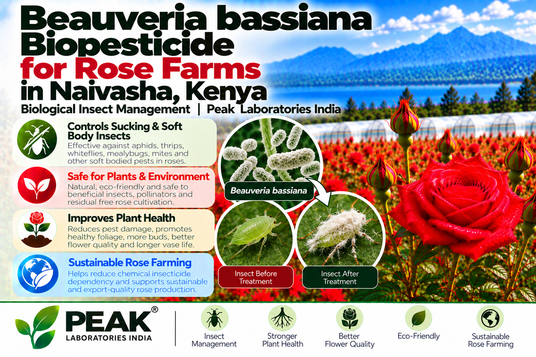 Beauveria bassiana Biopesticide for Rose Farms in Naivasha, Kenya | Biological Insect Management | Peak Laboratories India