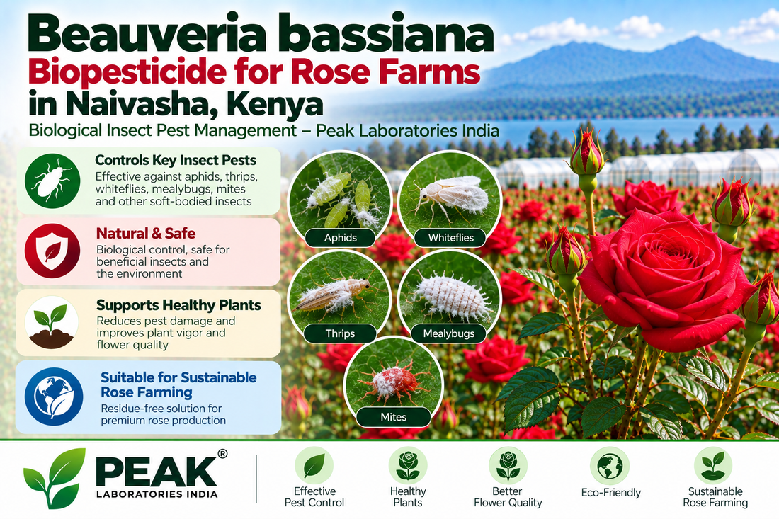 Beauveria bassiana Biopesticide for Rose Farms in Naivasha, Kenya | Biological Insect Pest Management – Peak Laboratories India