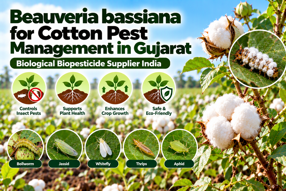 Beauveria bassiana for Cotton Pest Management in Gujarat | Biological Biopesticide Supplier India