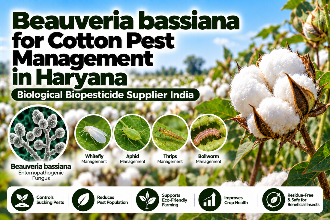 Beauveria bassiana for Cotton Pest Management in Haryana | Biological Biopesticide Supplier India