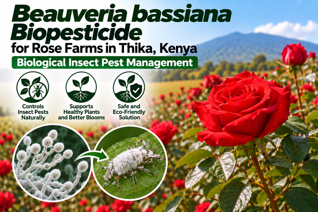 Beauveria bassiana Biopesticide for Rose Farms in Thika, Kenya | Biological Insect Pest Management | Peak Laboratories India