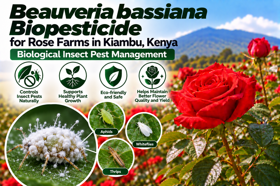 Beauveria bassiana Biopesticide for Rose Farms in Kiambu, Kenya | Biological Insect Pest Management | Peak Laboratories India