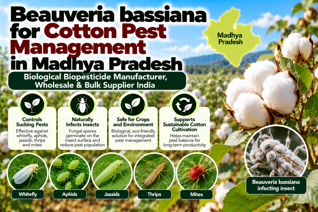 Beauveria bassiana for Cotton Pest Management in Madhya Pradesh | Biological Biopesticide Manufacturer, Wholesale & Bulk Supplier India