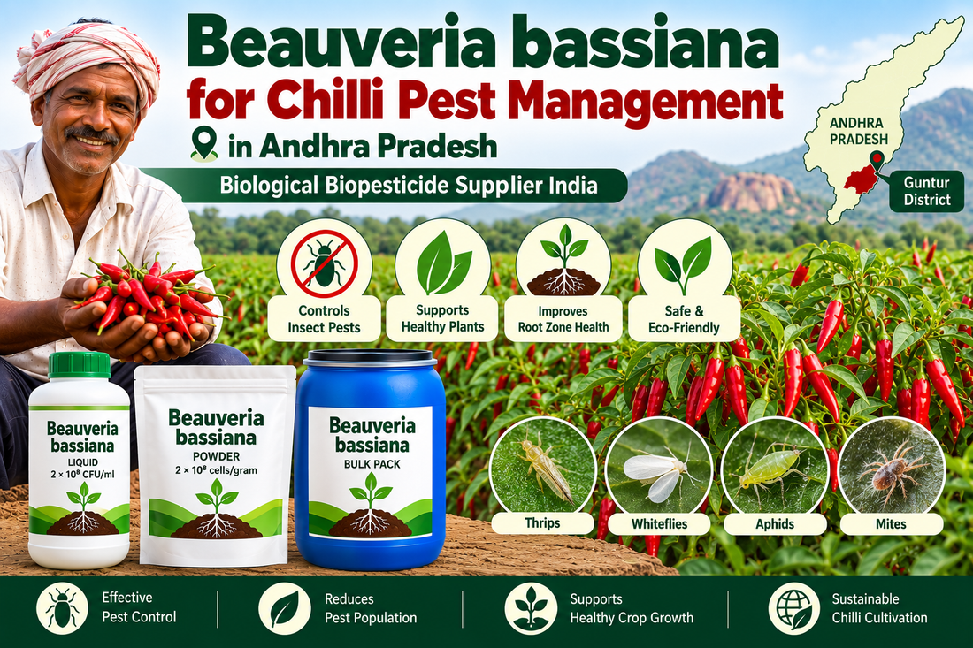 Beauveria bassiana for Chilli Pest Management in Andhra Pradesh | Biological Biopesticide Supplier India