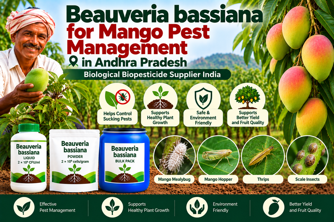 Beauveria bassiana for Mango Pest Management in Andhra Pradesh | Biological Biopesticide Supplier India