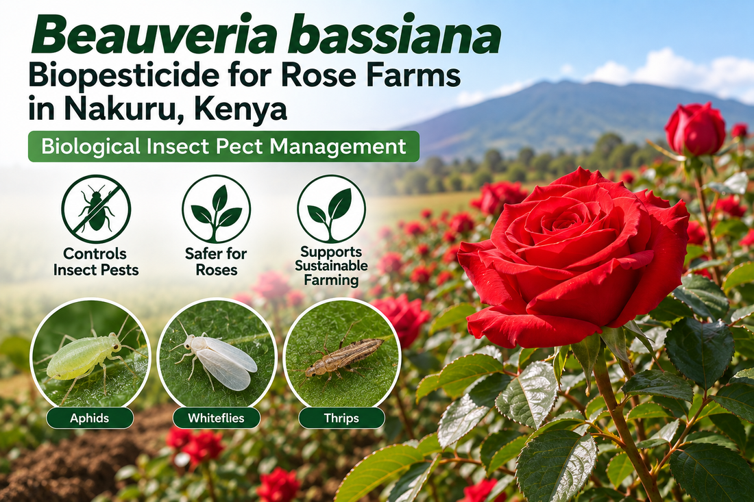 Beauveria bassiana Biopesticide for Rose Farms in Nakuru, Kenya | Biological Insect Pest Management | Peak Laboratories India
