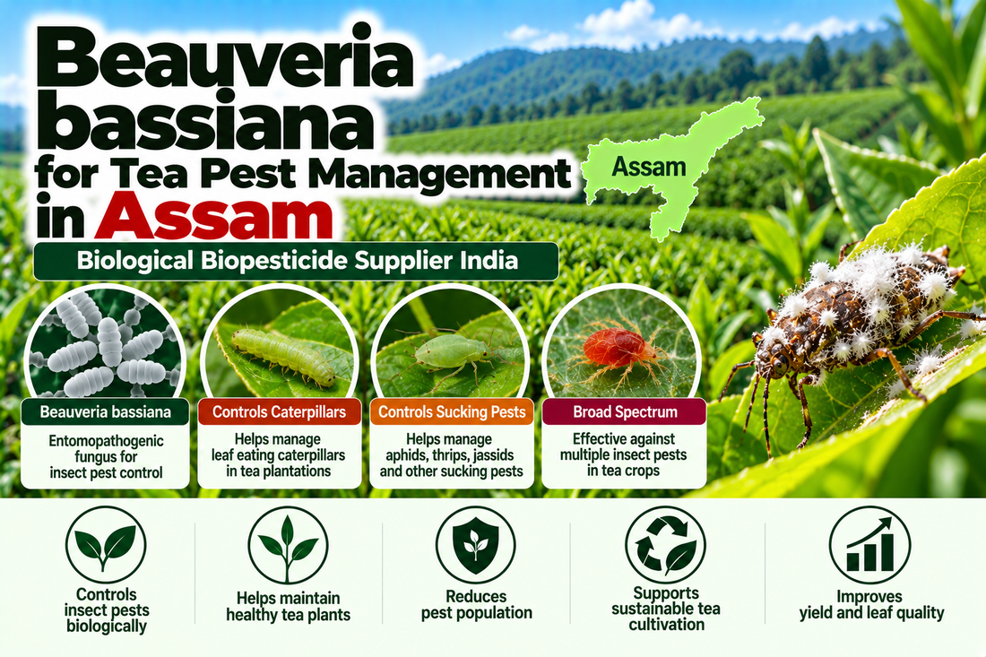 Beauveria bassiana for Tea Pest Management in Assam | Biological Biopesticide Supplier India