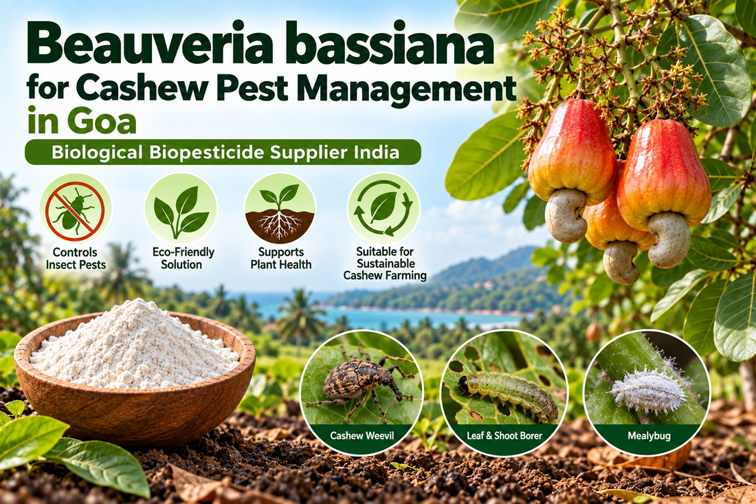 Beauveria bassiana for Cashew Pest Management in Goa | Biological Biopesticide Supplier India