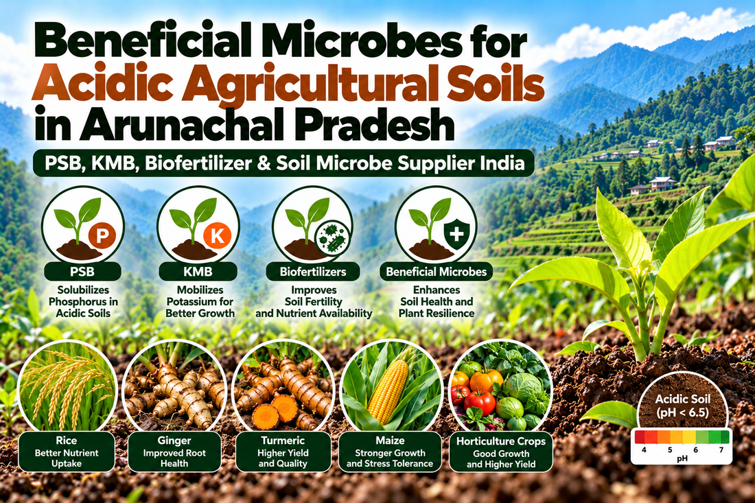 Beneficial Microbes for Acidic Agricultural Soils in Arunachal Pradesh | PSB, KMB, Biofertilizer & Soil Microbe Supplier India