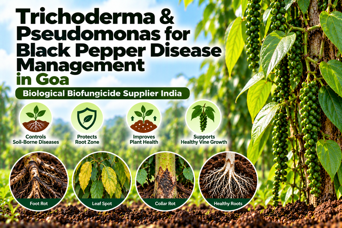 Trichoderma & Pseudomonas for Black Pepper Disease Management in Goa | Biological Biofungicide Supplier India