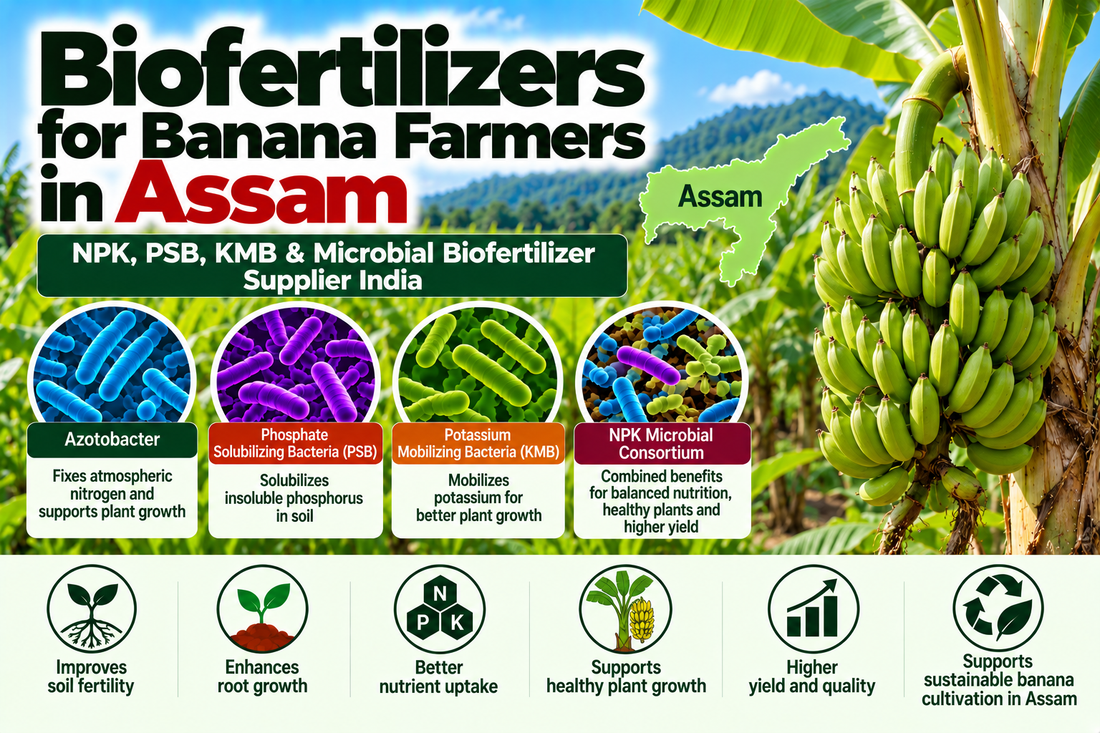 Biofertilizers for Banana Farmers in Assam | NPK, PSB, KMB & Microbial Biofertilizer Supplier India