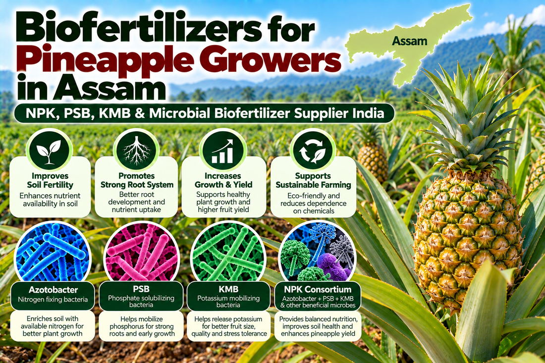 Biofertilizers for Pineapple Growers in Assam | NPK, PSB, KMB & Microbial Biofertilizer Supplier India