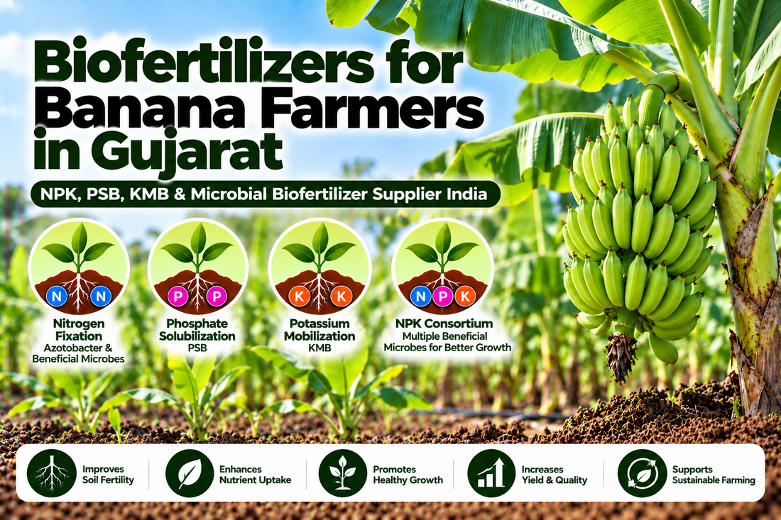 Biofertilizers for Banana Farmers in Gujarat | NPK, PSB, KMB & Microbial Biofertilizer Supplier India