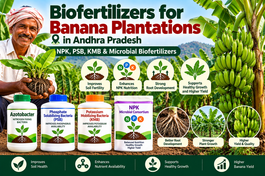 Biofertilizers for Banana Plantations in Andhra Pradesh | NPK, PSB, KMB & Microbial Biofertilizers