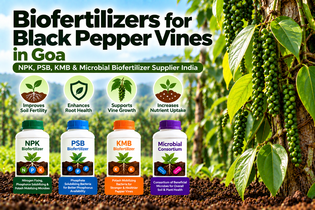 Biofertilizers for Black Pepper Vines in Goa | NPK, PSB, KMB & Microbial Biofertilizer Supplier India