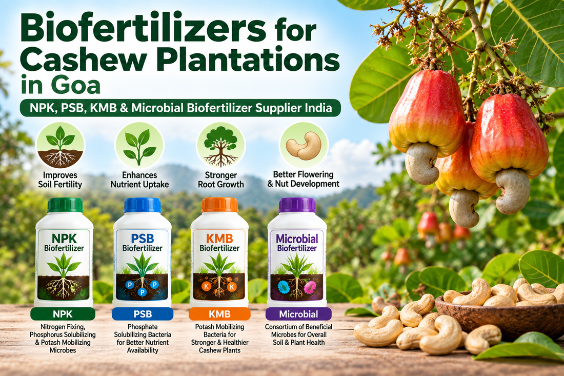 Biofertilizers for Cashew Plantations in Goa | NPK, PSB, KMB & Microbial Biofertilizer Supplier India
