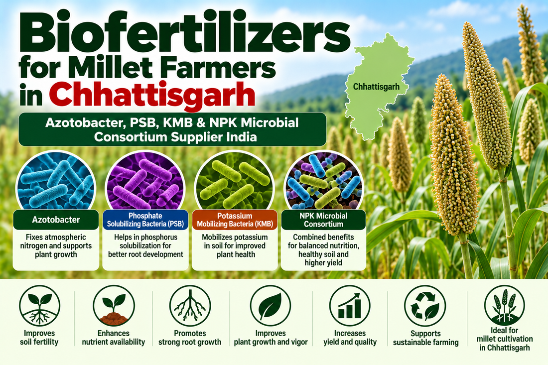 Biofertilizers for Millet Farmers in Chhattisgarh | Azotobacter, PSB, KMB & NPK Microbial Consortium Supplier India