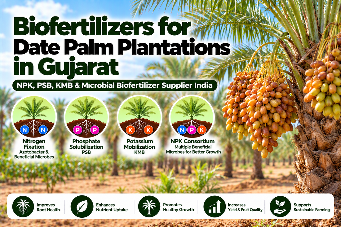 Biofertilizers for Date Palm Plantations in Gujarat | NPK, PSB, KMB & Microbial Biofertilizer Supplier India