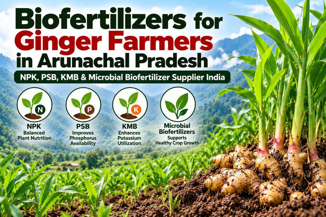 Biofertilizers for Ginger Farmers in Arunachal Pradesh | NPK, PSB, KMB & Microbial Biofertilizer Supplier India