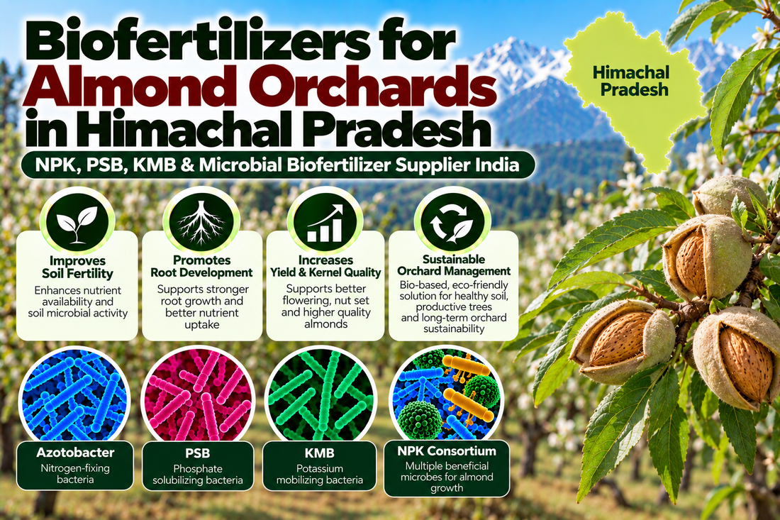 Biofertilizers for Almond Orchards in Himachal Pradesh | NPK, PSB, KMB & Microbial Biofertilizer Supplier India