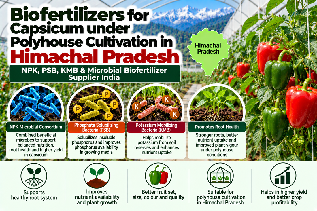 Biofertilizers for Capsicum under Polyhouse Cultivation in Himachal Pradesh | NPK, PSB, KMB & Microbial Biofertilizer Supplier India