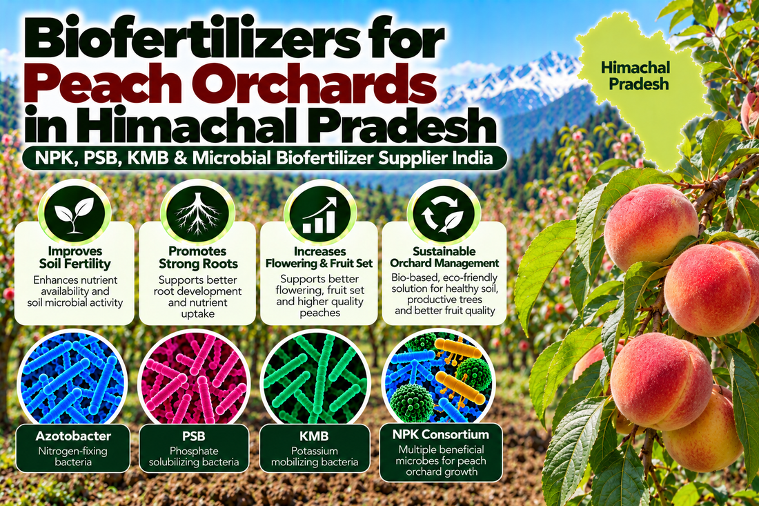 Biofertilizers for Peach Orchards in Himachal Pradesh | NPK, PSB, KMB & Microbial Biofertilizer Supplier India