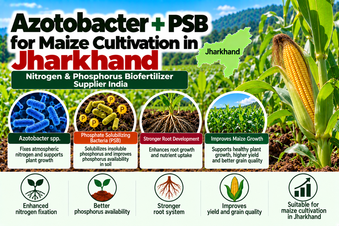 Azotobacter + PSB for Maize Cultivation in Jharkhand | Nitrogen & Phosphorus Biofertilizer Supplier India