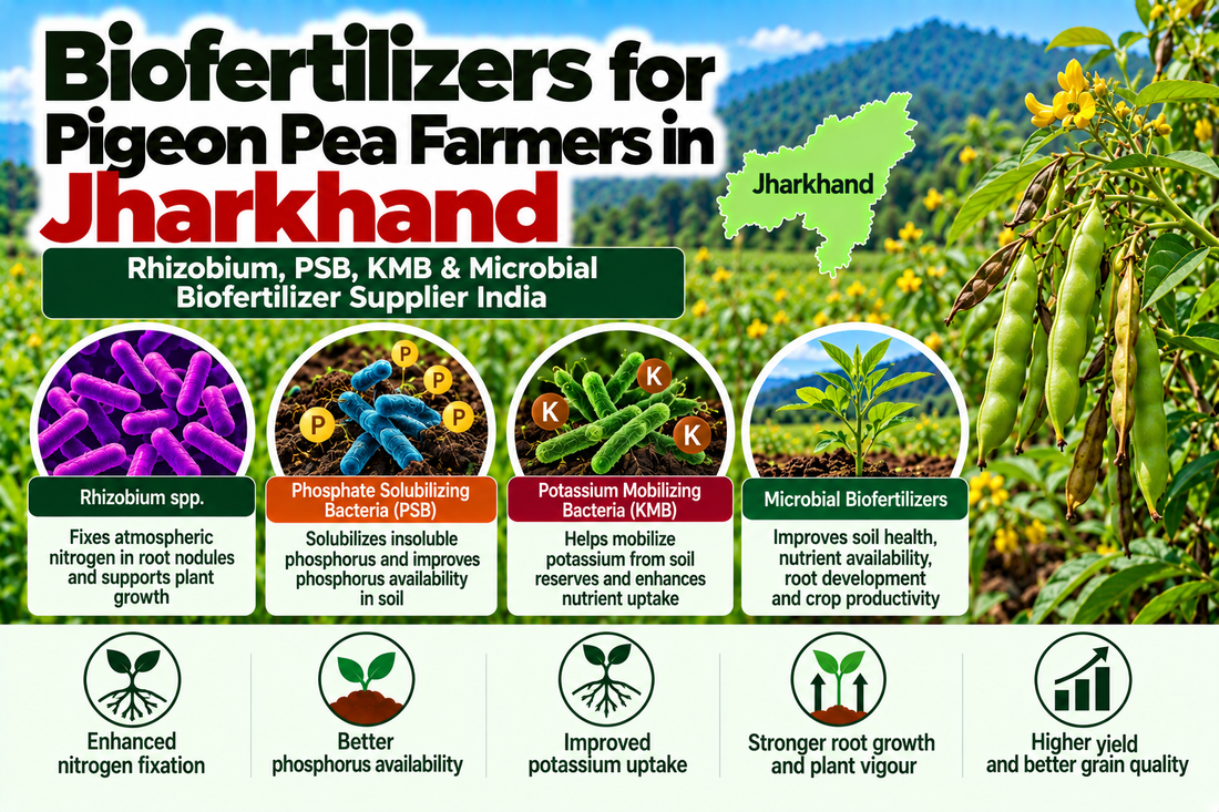 Biofertilizers for Pigeon Pea Farmers in Jharkhand | Rhizobium, PSB, KMB & Microbial Biofertilizer Supplier India