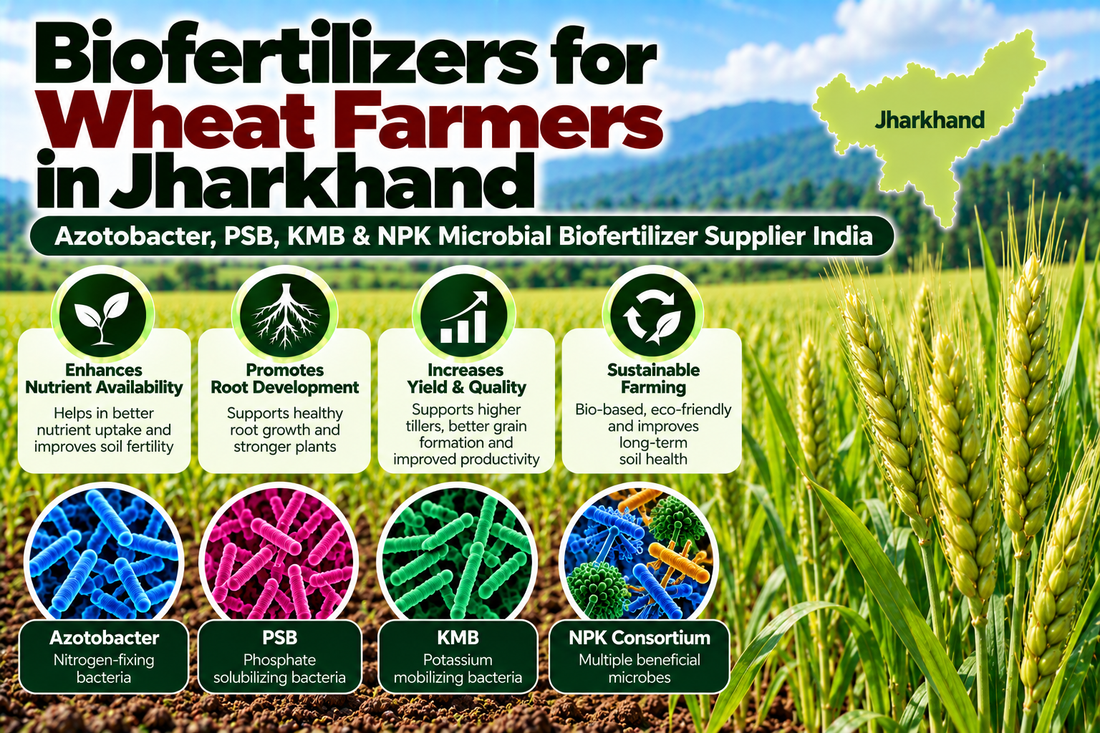 Biofertilizers for Wheat Farmers in Jharkhand | Azotobacter, PSB, KMB & NPK Microbial Biofertilizer Supplier India