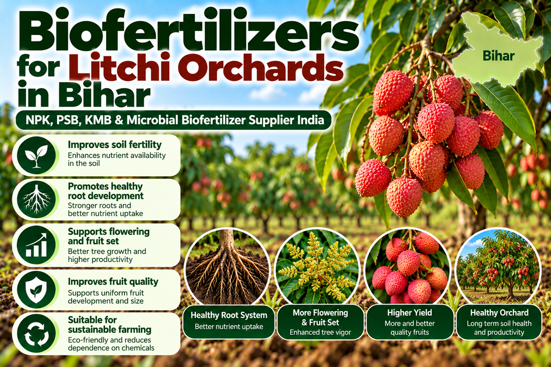 Biofertilizers for Litchi Orchards in Bihar | NPK, PSB, KMB & Microbial Biofertilizer Supplier India