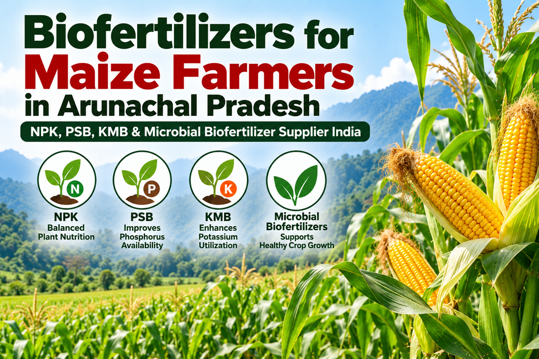 Biofertilizers for Maize Farmers in Arunachal Pradesh | NPK, PSB, KMB & Microbial Biofertilizer Supplier India