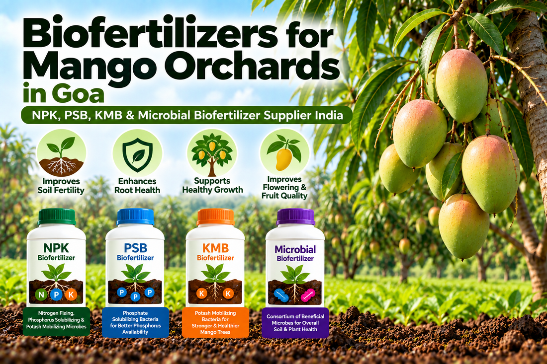 Biofertilizers for Mango Orchards in Goa | NPK, PSB, KMB & Microbial Biofertilizer Supplier India