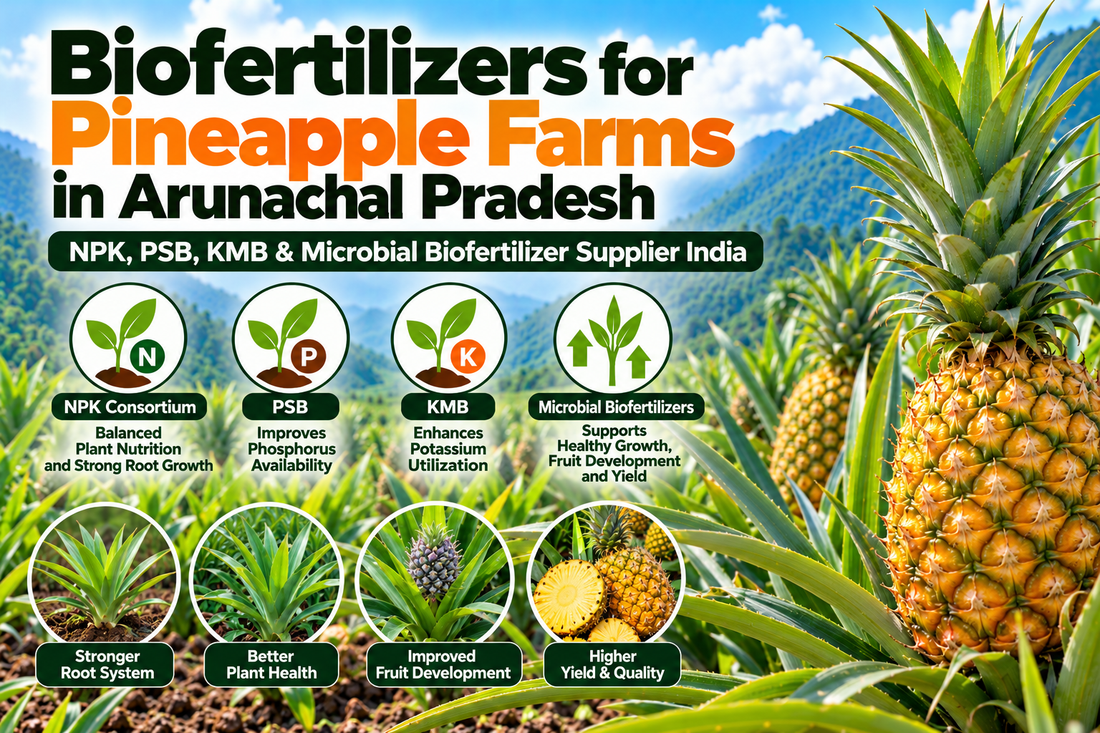 Biofertilizers for Pineapple Farms in Arunachal Pradesh | NPK, PSB, KMB & Microbial Biofertilizer Supplier India