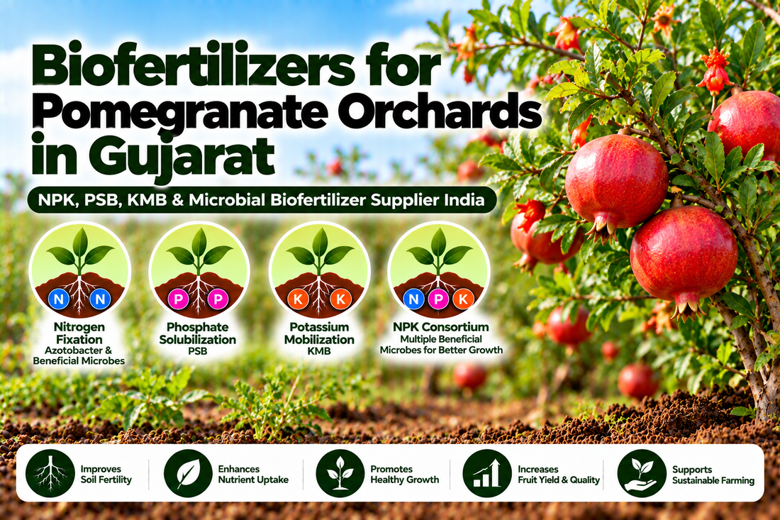 Biofertilizers for Pomegranate Orchards in Gujarat | NPK, PSB, KMB & Microbial Biofertilizer Supplier India