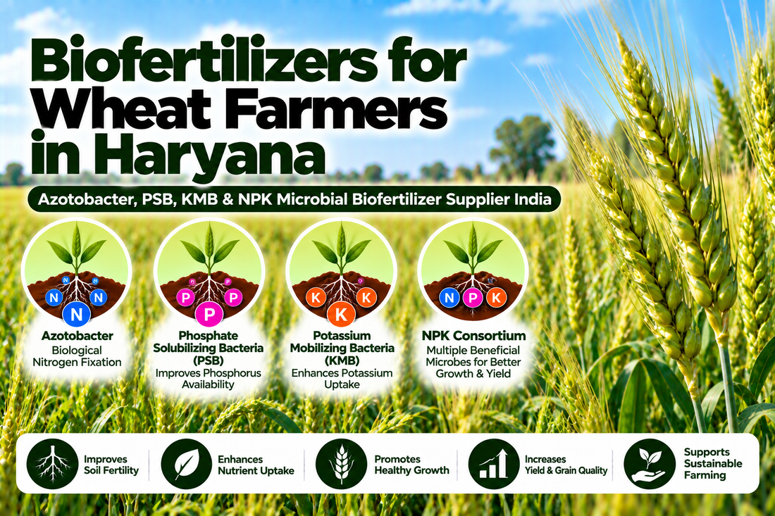 Biofertilizers for Wheat Farmers in Haryana | Azotobacter, PSB, KMB & NPK Microbial Biofertilizer Supplier India