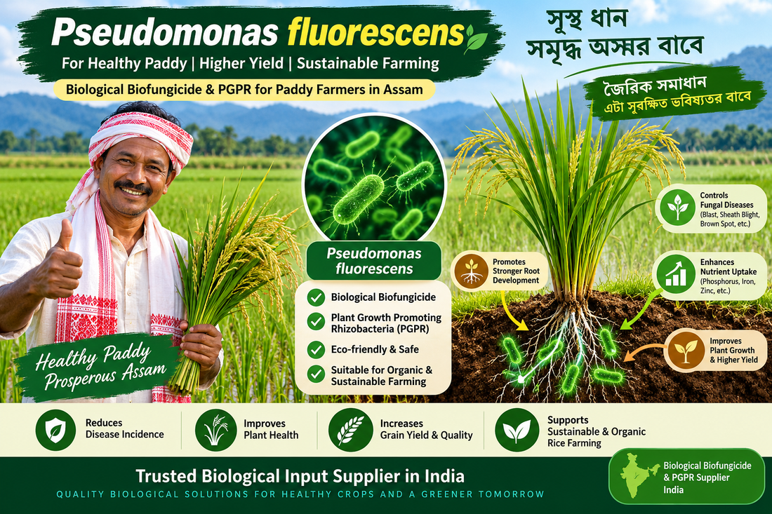 Pseudomonas fluorescens for Paddy Farmers in Assam | Biological Biofungicide & PGPR Supplier India