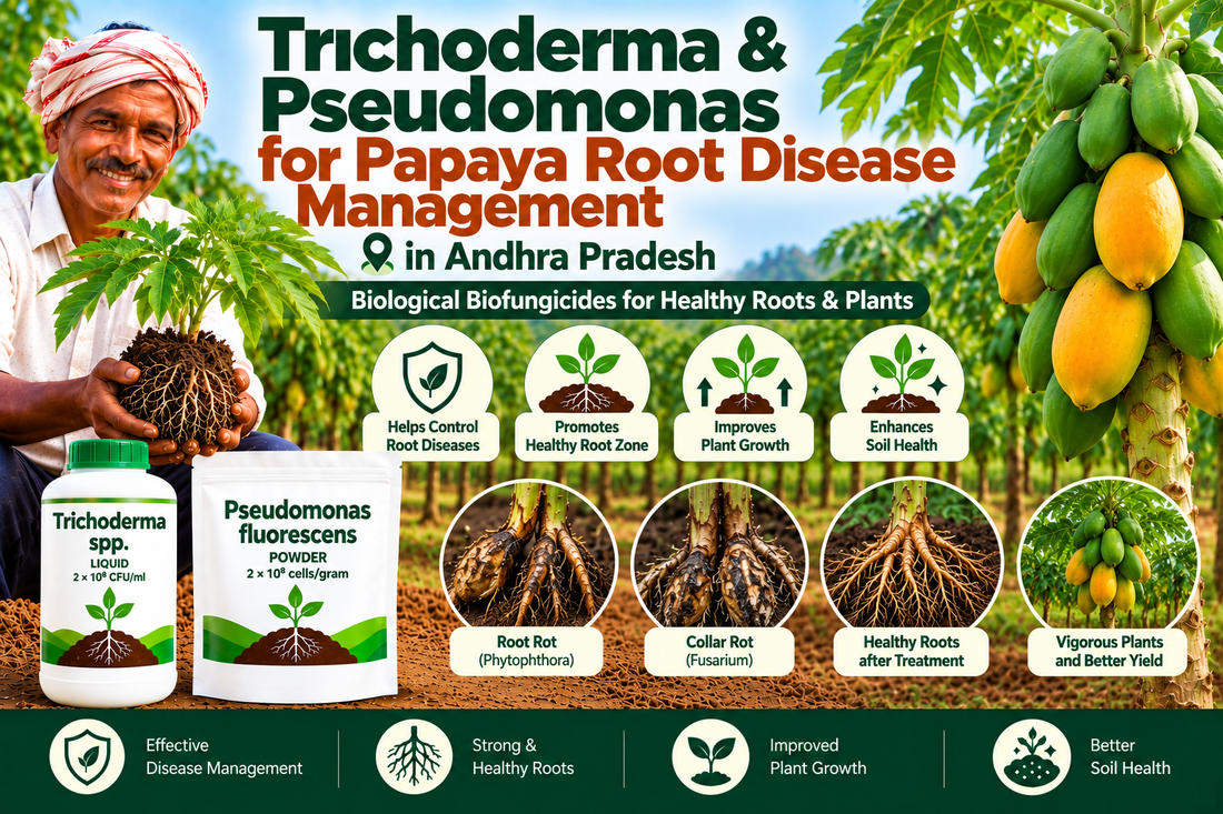 Trichoderma & Pseudomonas for Papaya Root Disease Management in Andhra Pradesh