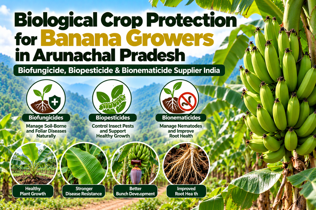 Biological Crop Protection for Banana Growers in Arunachal Pradesh | Biofungicide, Biopesticide & Bionematicide Supplier India