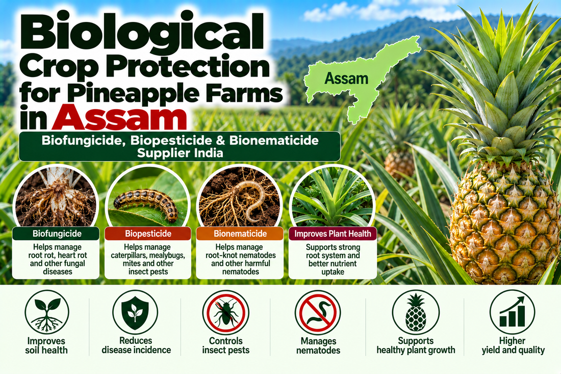 Biological Crop Protection for Pineapple Farms in Assam | Biofungicide, Biopesticide & Bionematicide Supplier India