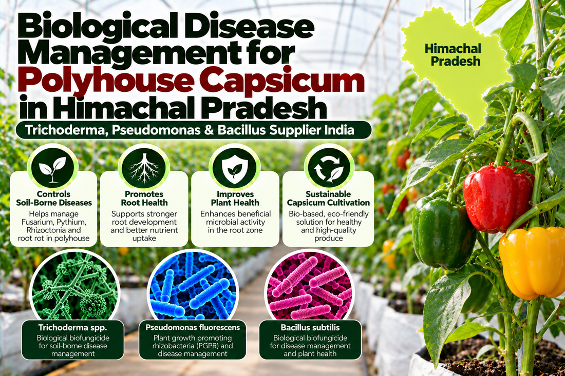 Biological Disease Management for Polyhouse Capsicum in Himachal Pradesh | Trichoderma, Pseudomonas & Bacillus Supplier India