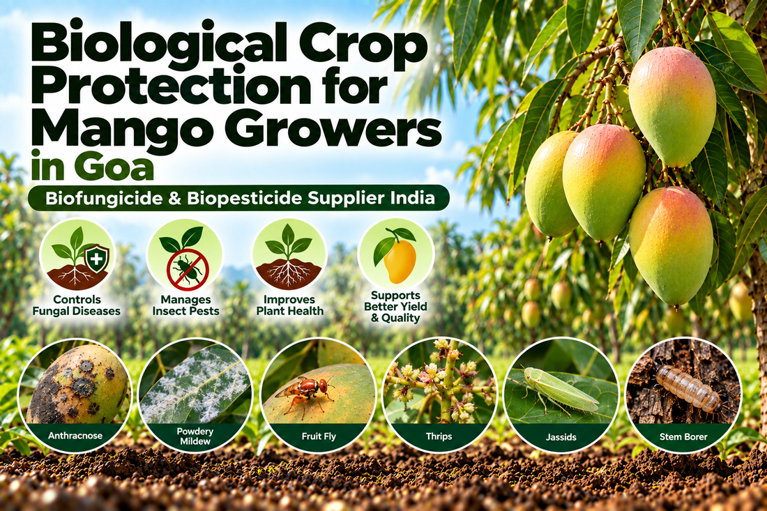 Biological Crop Protection for Mango Growers in Goa | Biofungicide & Biopesticide Supplier India