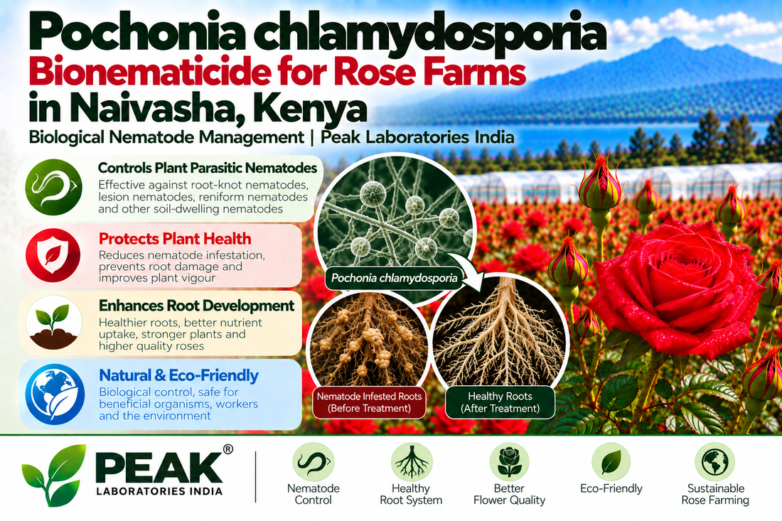 Pochonia chlamydosporia Bionematicide for Rose Farms in Naivasha, Kenya | Biological Nematode Management | Peak Laboratories India