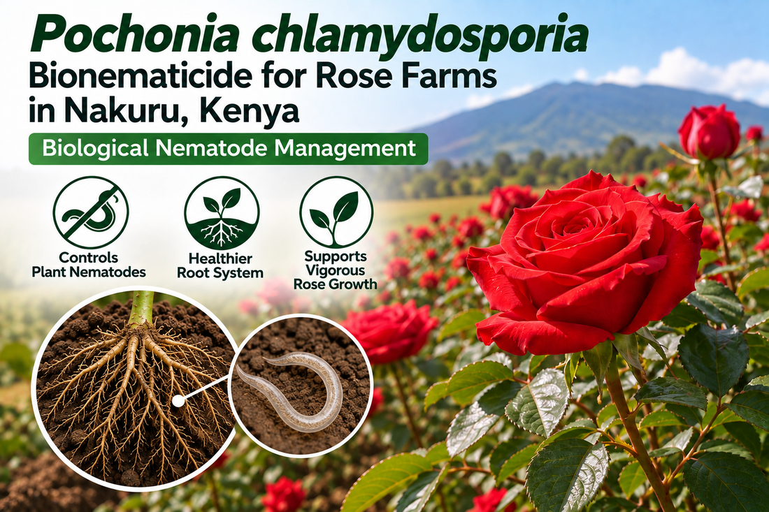 Pochonia chlamydosporia Bionematicide for Rose Farms in Nakuru, Kenya | Biological Nematode Management | Peak Laboratories India