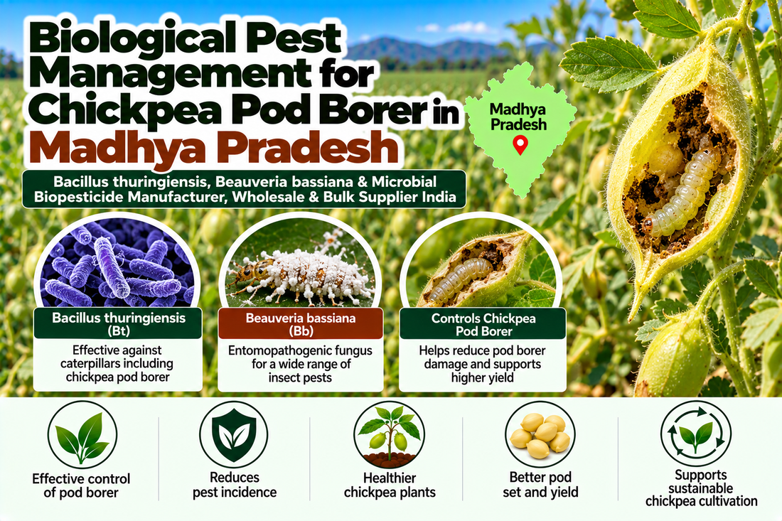 Biological Pest Management for Chickpea Pod Borer in Madhya Pradesh | Bacillus thuringiensis, Beauveria bassiana & Microbial Biopesticide Manufacturer, Wholesale & Bulk Supplier India